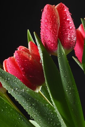 郁金香鲜花图片下载